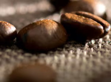 Gr&atilde;os de caf&eacute; org&acirc;nico